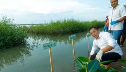 Pesisir yang Luka, Mangrove yang Tumbuh