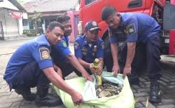 Petugas Damkar Ciledug Kota Tangerang Evakuasi Ular Piton Berbobot 100 Kg