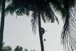 Ada 71 Kecelakaan Kerja, BPJS Ketenagakerjaan Apresiasi Penderes Nira Diberi Perlindungan