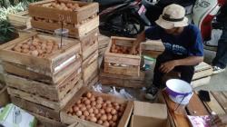 Harga Telur Ayam Ras di Ciamis Merangkak Naik, Tembus Rp30.000 per Kilogram