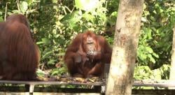 Kalimantan Tengah Menyimpan Alam Mempesona, Rumah Bagi Flora dan Fauna Langka