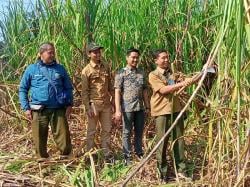 Panen Perdana Agroforestry Tebu, KPH Gundih Dukung Pencapaian Swasembada Gula Nasional