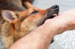Kasus Rabies di Karawang Meningkat, 60 Orang Terjangkit Akibat Gigitan Hewan