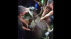 Drama Penyelamatan Hewan: Petugas Damkar Evakuasi Sapi dari Sumur di Lubuk Alung