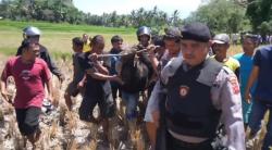 Beruang Madu Turun Gunung, Hebohkan Warga Tanah Datar