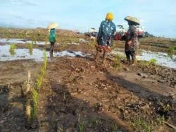 Baru 67 Ribu Hektare Siap, Kalteng Dikejar Waktu Capai Target 85 Ribu Hektare
