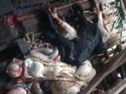 Pencuri Ternak Sadis Teror Depok: 8 Kambing Dibunuh, Daging Dibawa dan Tinggalkan Jeroan