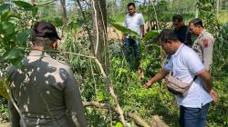 Tersengat Listrik Saat Tebang Pohon, Pria di Boyolali Tewas Seketika Jatuh dari Ketinggian