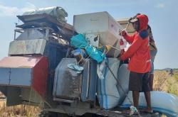 Petani Senang, Harga Gabah Kering Panenan di Purwodadi Grobogan Tembus Rp7.200 Per Kilogram