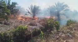 Karhutla Riau, Asap Mulai Menyeberang ke Malaysia