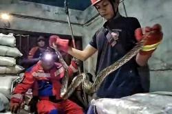 Petugas Damkar Evakuasi Ular Piton Sepanjang 2 Meter dari Gudang Toko Plastik di Palangka Raya