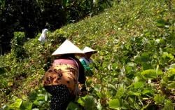 Membangun Pertanian Berkelanjutan, GRLJ Libatkan Petani dan Produksi Benih Resmi