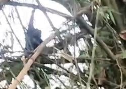 Detik-detik Monyet Liar Serang 2 Bocah di Jombang Ditangkap, Ditembak saat Bergelantung di Bambu