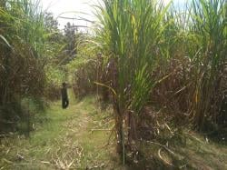 Wacana Program Budidaya Tebu Perhutani-SGN Picu Kekhawatiran Petani Hutan di Sragen