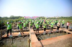 Selamatkan Pesisir Tangerang dari Abrasi, 200 Relawan Serentak Tanam 1.000 Pohon Bakau Fase Pertama