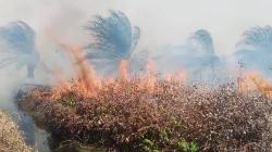 Pemprov Riau Tetapkan Status Tanggap Darurat Karhutla, Fokus Penanganan di Rohil dan Rohul