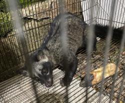 Heboh!! Musang Nyasar Masuk Rumah di Dabasah, Dievakuasi Petugas Damkar