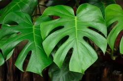 Harga Fantastis! Monstera Jadi Raja Tanaman Hias 2025, Sehelai Daun Tembus Rp100 Juta