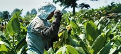 DPD APTI Jateng Minta Petani Tingkatkan Kualitas untuk Hasilkan Tembakau Unggul