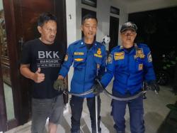 Damkar Kuningan Evakuasi Ular Cobra Sepanjang 1,5 Meter di Rumah Warga