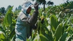 APTI Jateng Dorong Petani Tembakau Tingkatkan Kualitas untuk Capai Indonesia Emas