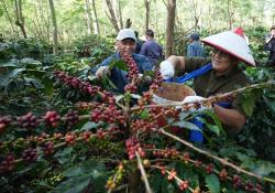Transformasi Java Coffee Bikin BPK RI Kagum: PalmCo Dorong Kopi Lokal ke Pasar Global