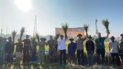 Panen Raya Padi di Dayeuhkolot, Produksi Tembus 10 Ton Berkat Pupuk Organik dan Alsintan