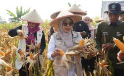 Bupati Pandeglang Panen Raya Jagung, 22 Kecamatan Siap Jadi Sentra Produksi