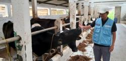 Selidiki Kematian Mendadak Belasan Sapi, Dispernakan KBB Ambil Sampel Darah untuk Uji Lab