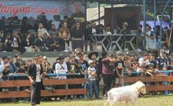 Aksi Ratusan Domba Garut Super Lincah Adu Ketangkasan di Hadapan Bupati, Siapa Paling Jago?