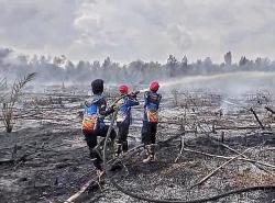 Tim Dalkarhutla Dishut Kalteng Berjuang Padamkan Kebakaran Lahan 1,23 Hektare di Palangka Raya