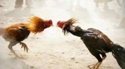 Penggerebekan Judi Sabung Ayam di Makassar, Satu Tersangka