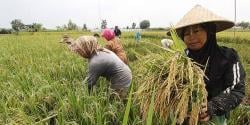Produksi Gabah Karawang Triwulan Pertama Masih Rendah, DPKP Terapkan Metode M70D Demi Kejar Target