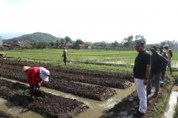 Tanam Jagung Hibrida di Lahan 509 Hektare, Wujudkan Ketahanan Pangan Kuningan