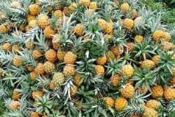 Mengenal Asal Usul Nanas Madu yang Menjadi Ikon Kabupaten Pemalang: Sejak Kapan?