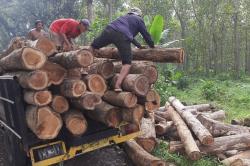 36 Batang Kayu Jati Ilegal Ditemukan di Lahan Kosong Banyuwangi, Diduga Hasil Pembalakan Liar