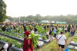 Asyiknya Petik Buah dan Sayur Langsung dari Pohonnya: Serasa di Wisata Agro