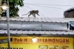 Warga Lamongan Resah, Monyet Liar Masuk Pemukiman hingga Sambangi Warung