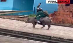 Viral, Bocah Berangkat Sekolah Naik Babi Berjuluk Si Roket karena Dilarang Naik Motor