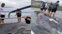 Heboh! Ikan Paus Sepanjang 8 Meter Ditemukan Mati Terdampar di Pantai TTU