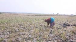 Musim Kemarau, Petani di Blora Beralih ke Tanam Jagung