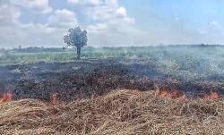 Musim Kemarau, Kebakaran Lahan Gambut Terus Terjadi di Palangka Raya