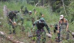 BREAKING NEWS: Anggota Kodam 1 Bukit Barisan Temukan 3 Hektare Ladang Ganja di Madina