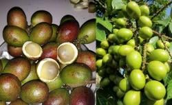 Jarang Diketahui! 4 Manfaat Buah Matoa untuk Jantung, Otak dan Imun Tubuh