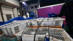 Gegara Berkicau Terus, Penyelundupan 742 Burung di Pelabuhan Merak Digagalkan Petugas