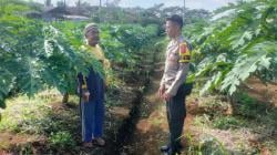 Gandeng Petani Pepaya California, Polsek Cikoneng Dorong Ketahanan Pangan dan Edukasi Kamtibmas