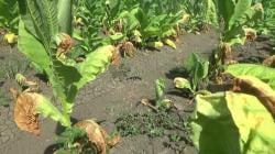 Kemarau Basah Hantam Petani Tembakau di Bojonegoro, Ahli Klimatologi Sebelumnya Sudah Mengingatkan