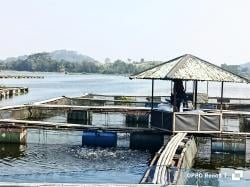 Ikan Cirata Bebas Merkuri! Petani Japung Cianjur Lega, Tuntut Klarifikasi dari Kementerian