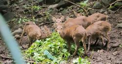 Diselamatkan Warga, Rusa Bawean Bangkit dari Ancaman Kepunahan