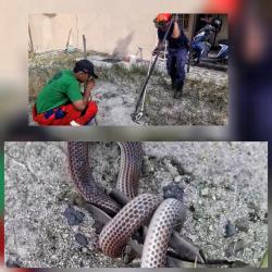 Damkar Evakuasi Ular Berbisa Jenis Hanjaliwan Masuk Rumah Warga di Palangka Raya